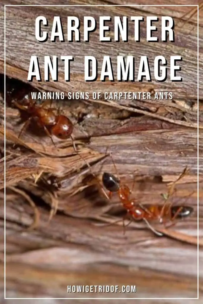 Carpenter Ant Damage 1