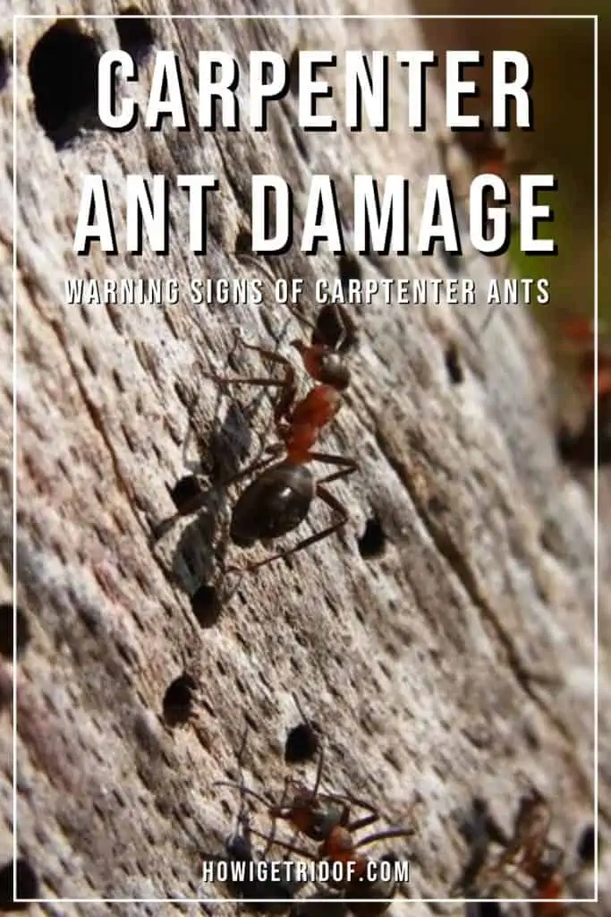 Carpenter Ant Damage 2