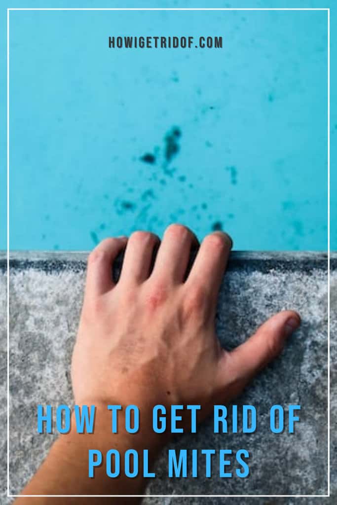 How To Get Rid Of Pool Mites How I Get Rid Of