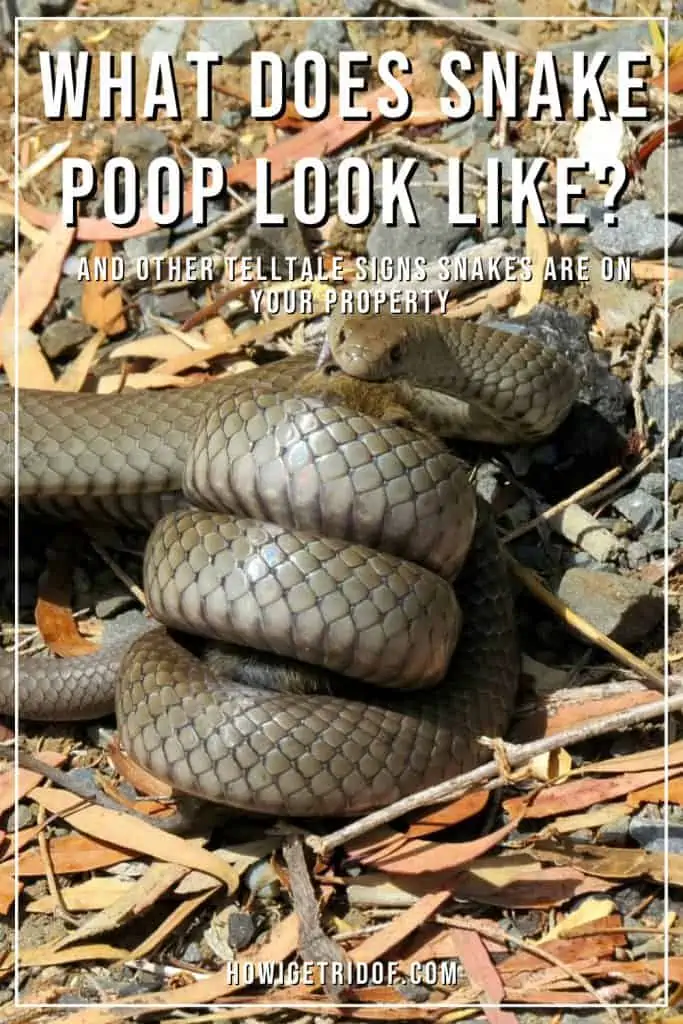 What Does Snake Poop Look Like? And Other Telltale Signs Snakes Are On ...