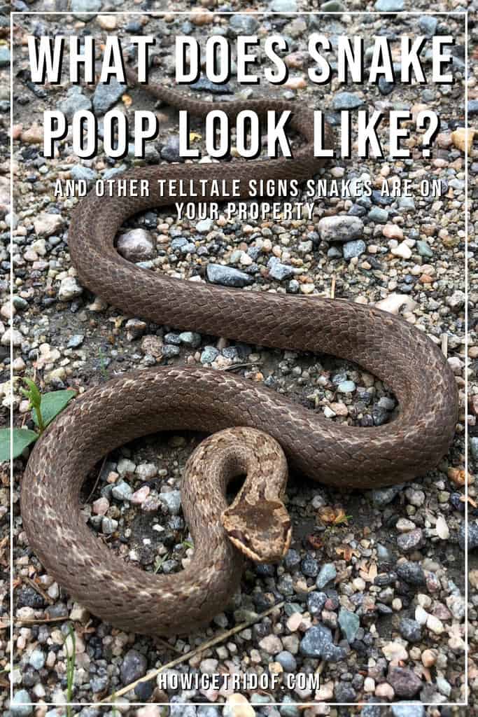 What Does Snake Poop Look Like? And Other Telltale Signs Snakes Are On