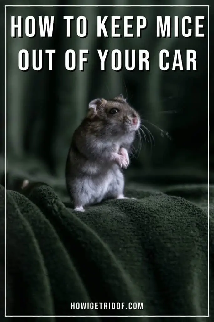 how to keep mice out of your car 1