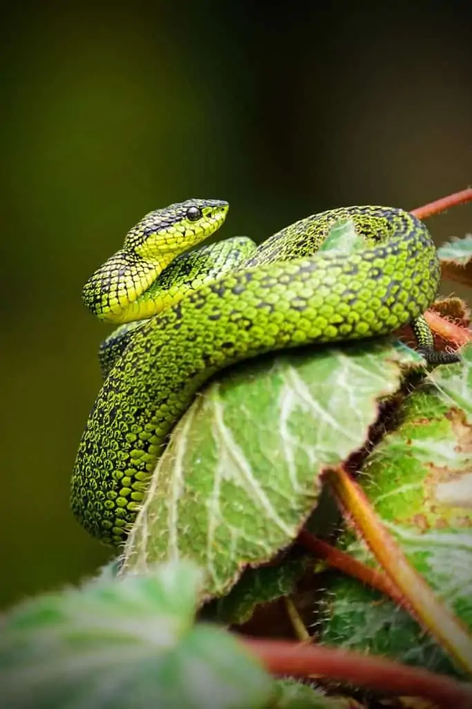 1 a green snake on a tree