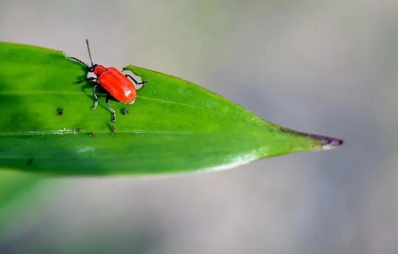 12 a red flour beetle