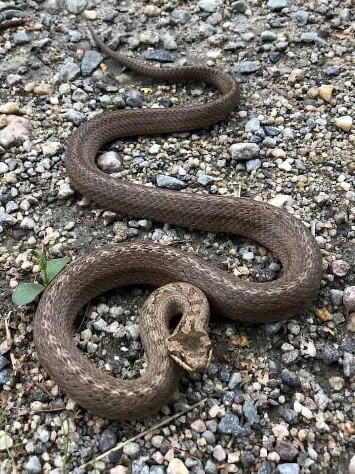 2 a brown snake