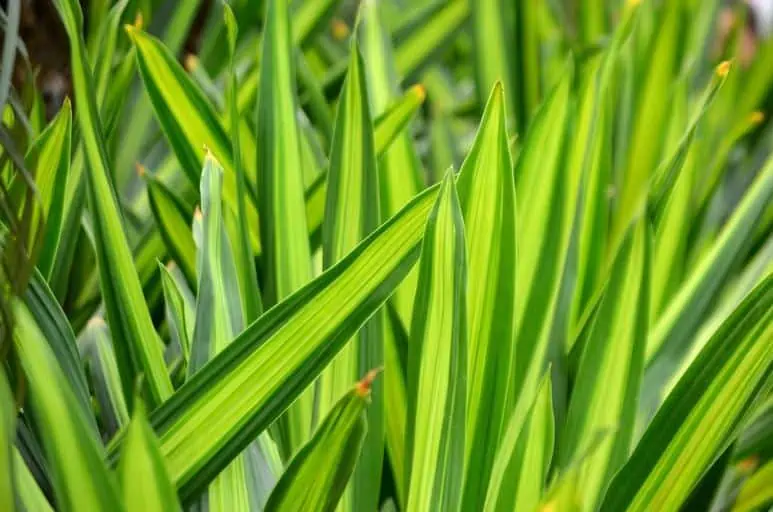 4 Dracaena Trifasciata