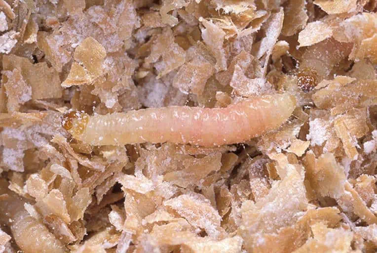 5 a pantry moth larvae