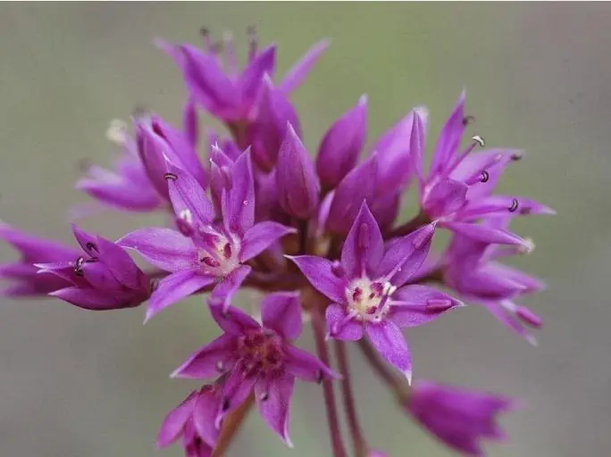 5 allium plant