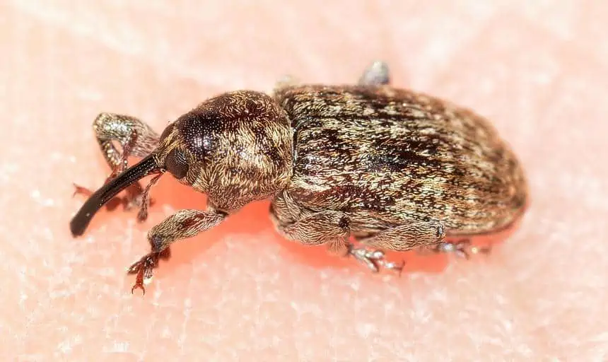 6 a weevil