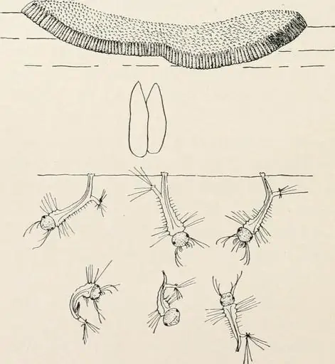 8 a diagram of mosquito eggs