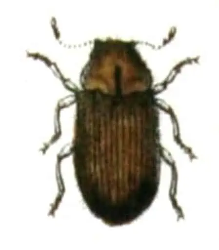 8 a drugstore beetle