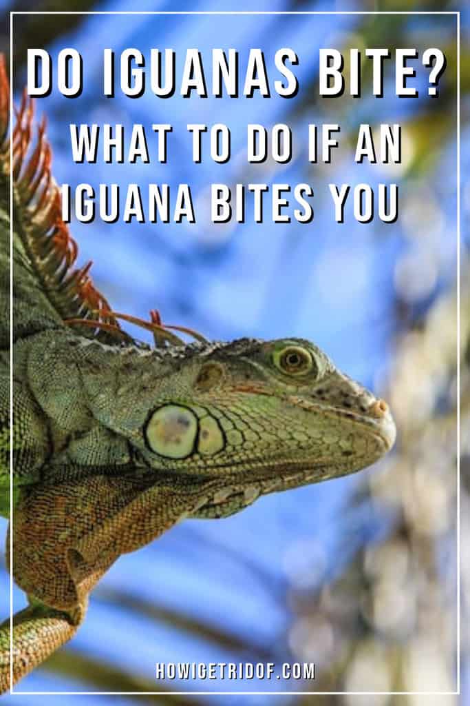 Do Iguanas Bite? What To Do If An Iguana Bites You How I Get Rid Of