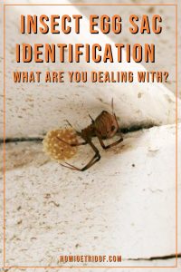 Insect Egg Sac Identification - What Are You Dealing With? - How I Get ...