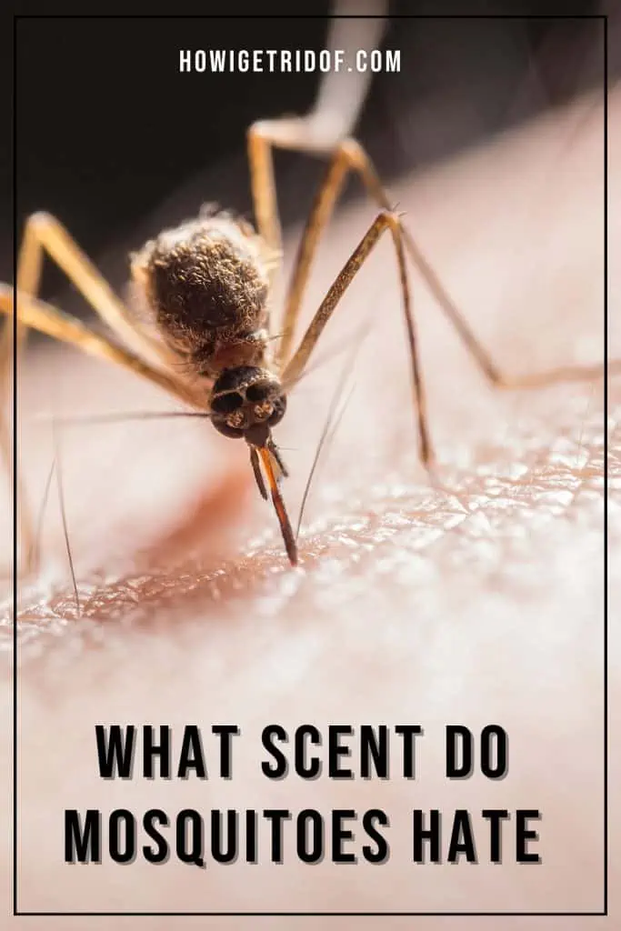 What Scent Do Mosquitoes Hate? How I Get Rid Of