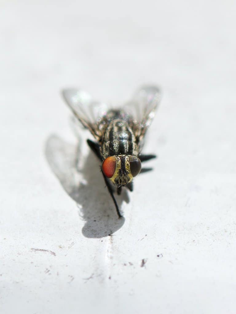 How Long Do Flies Live In A House How To Manage Flies In Your Home