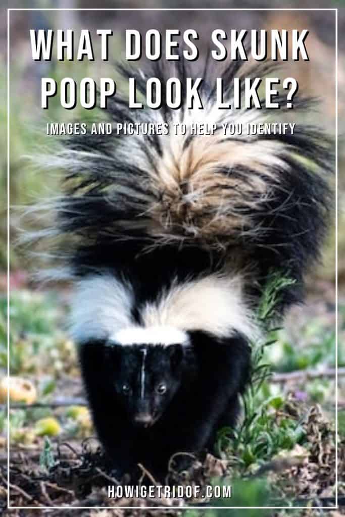Skunk Poop 1