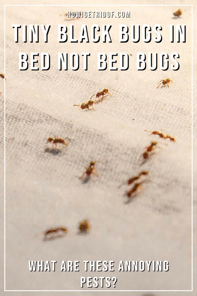 Tiny Black Bugs in Bed Not Bed Bugs What Are These Annoying Pests