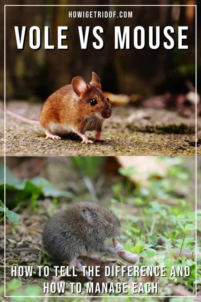 Vole Vs Mouse - How To Tell The Difference And How To Manage Each - How ...