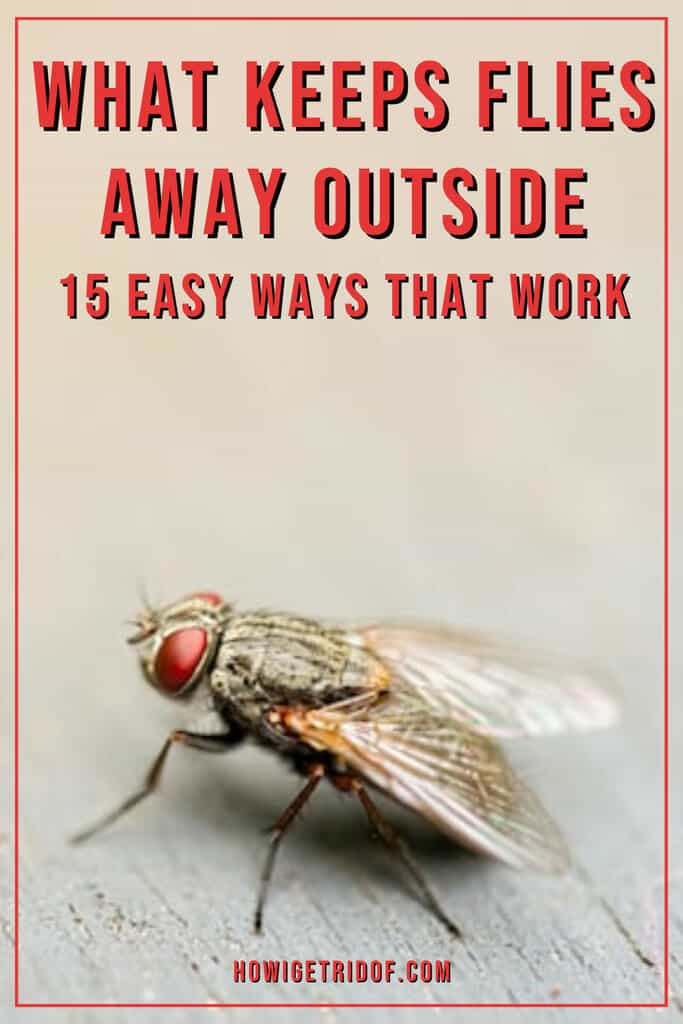 What Keeps Flies Away Outside? 15 Easy Ways That Work How I Get Rid Of