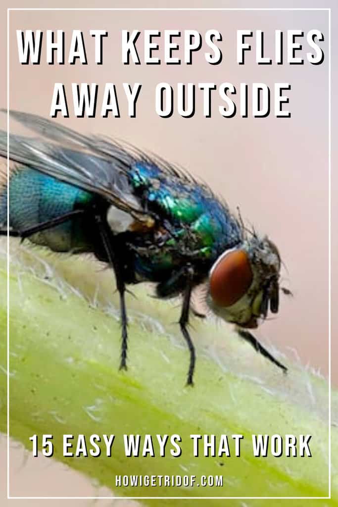 What Keeps Flies Away Outside? 15 Easy Ways That Work How I Get Rid Of