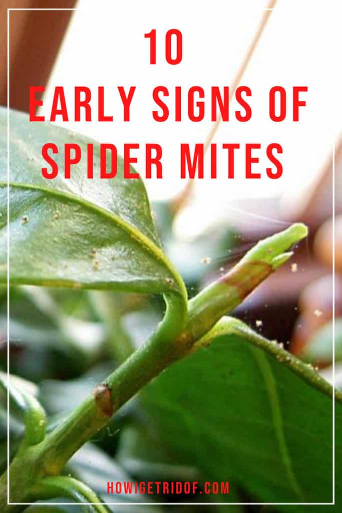 10 Early Signs of Spider Mites How I Get Rid Of