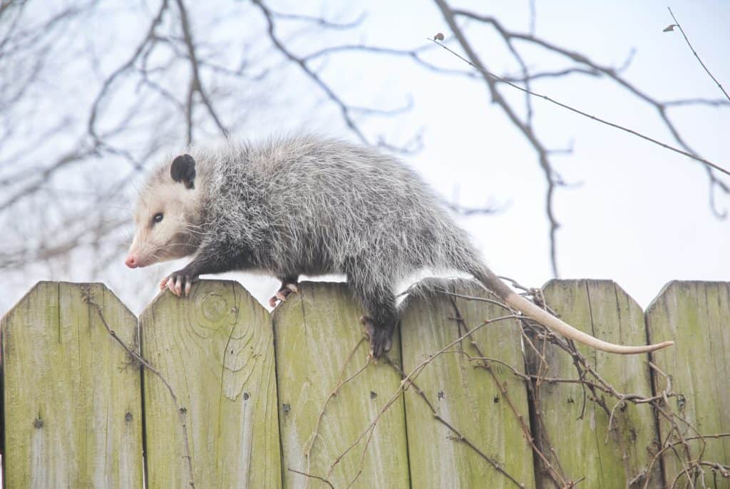 What Does Possum Poop Look Like? Plus Other Signs A Possum Is Nearby