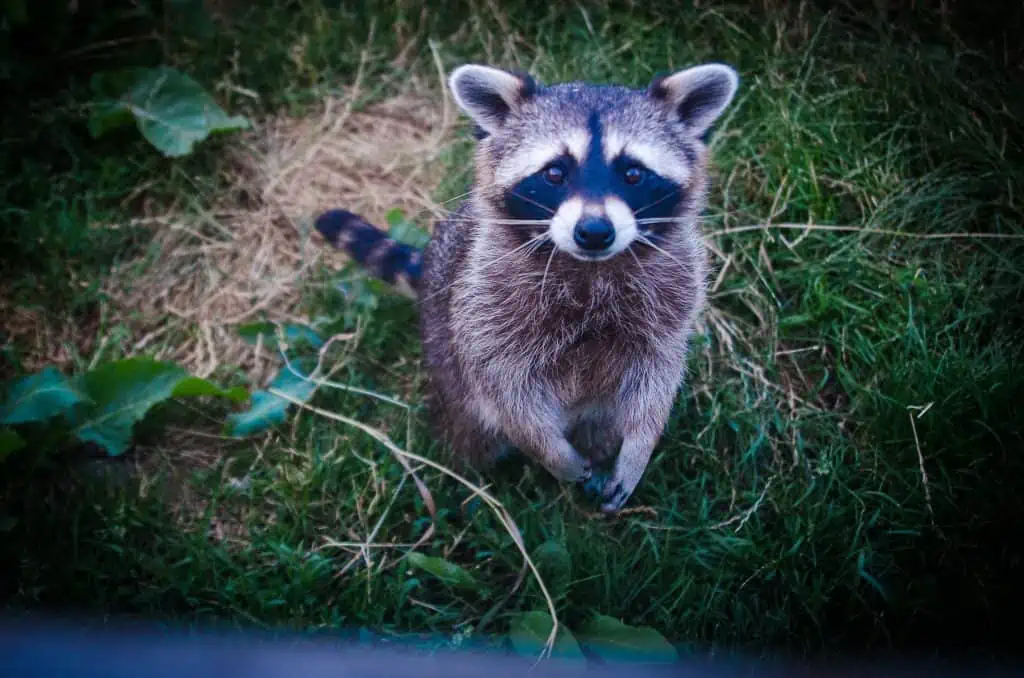 1 a raccoon standing up