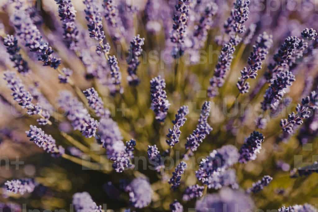 11 lavendar