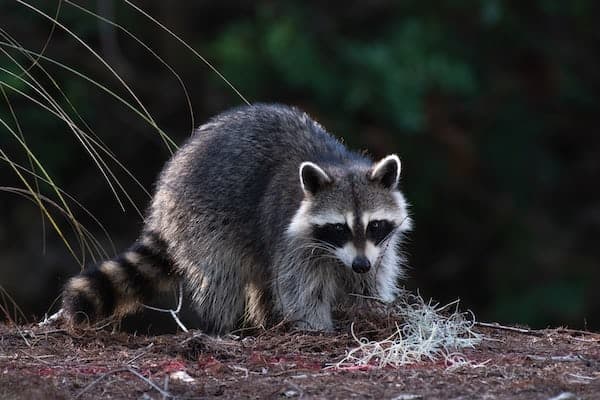 2 a raccoon