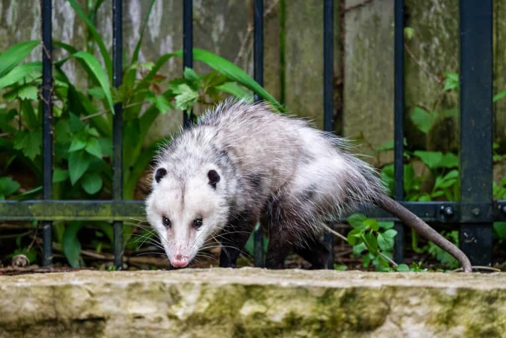 What Does Possum Poop Look Like? Plus Other Signs A Possum Is Nearby