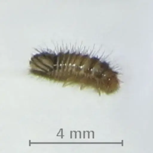 3 carpet beetle larva