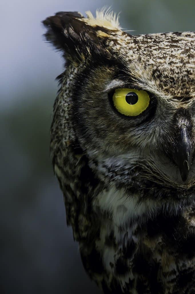 What Sound Does An Owl Make How To Identify If An Owl Is Near Your