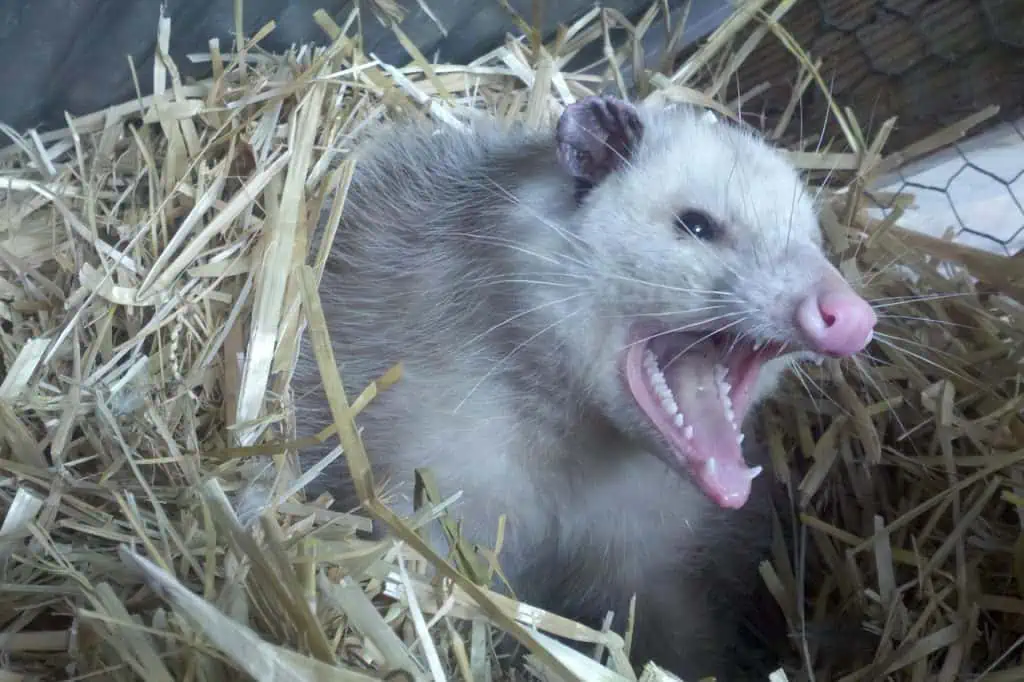 5 a possum hissing