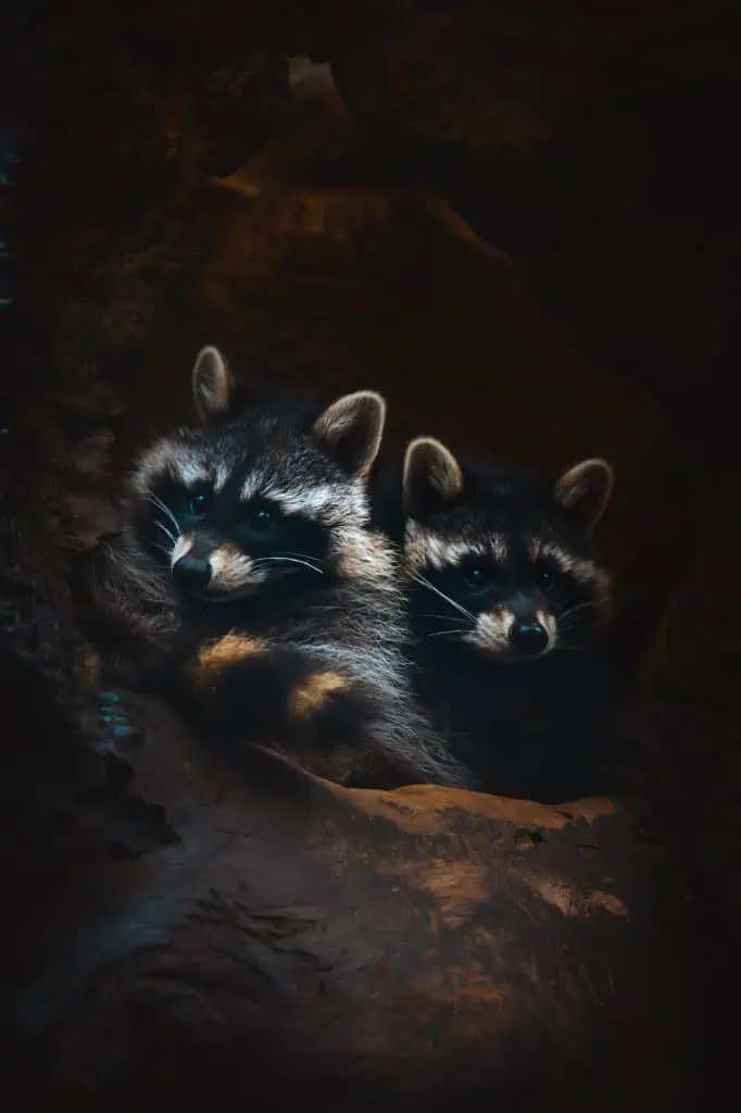 5 raccoons in a hollow tree