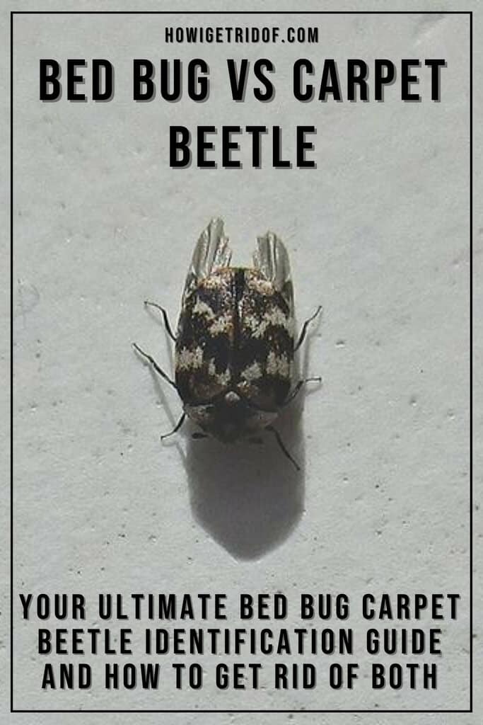 Bed Bug Vs Carpet Beetle Your Ultimate Identification Guide And How