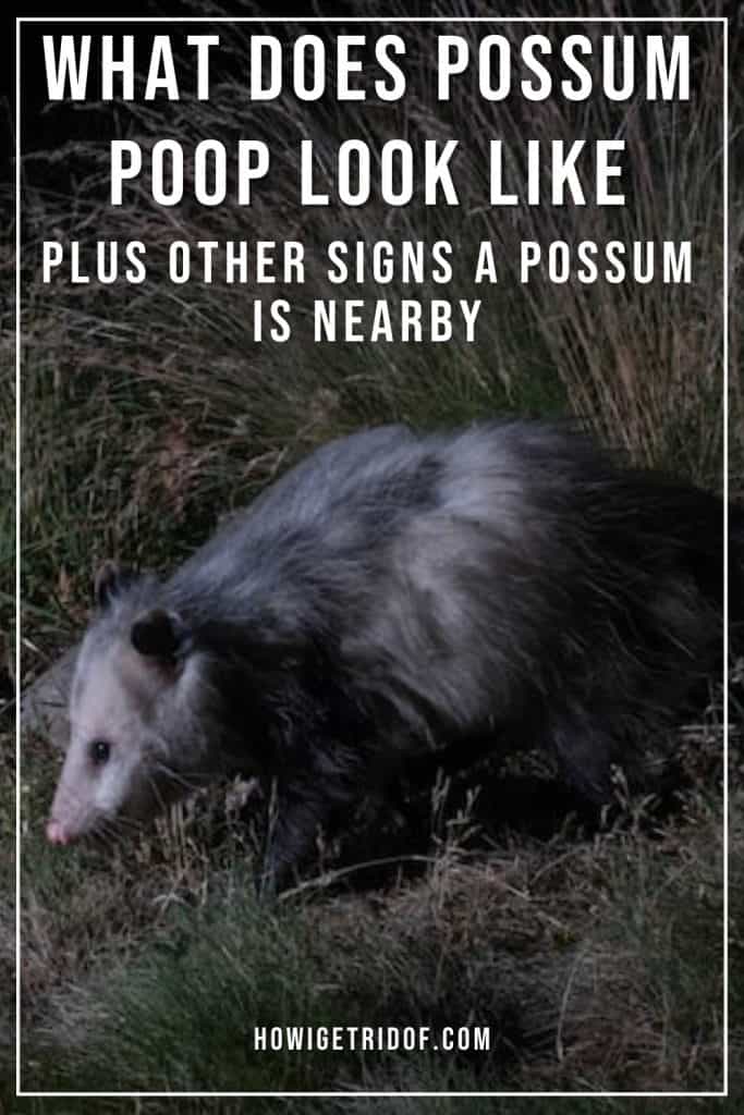What Does Possum Poop Look Like? Plus Other Signs A Possum Is Nearby