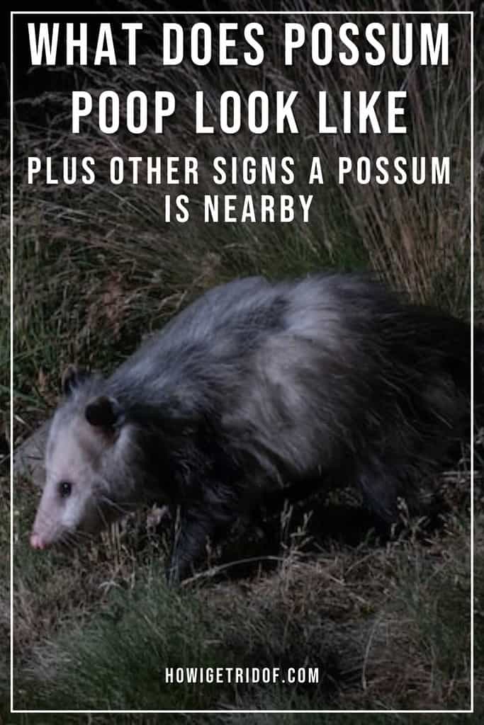 What Does Possum Poop Look Like? Plus Other Signs A Possum Is Nearby