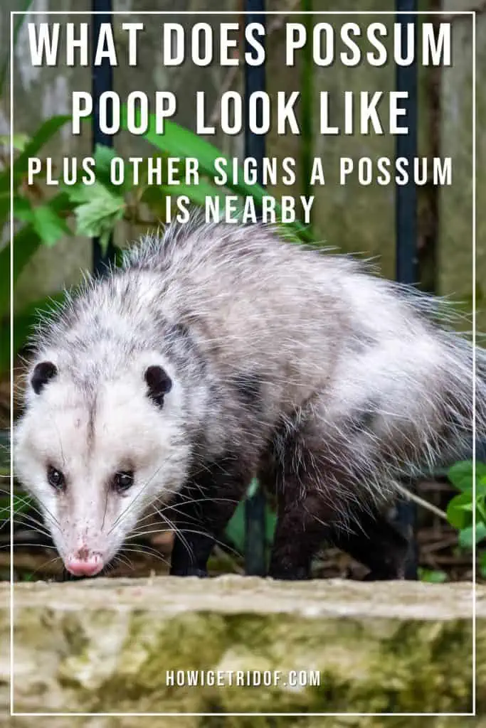 What Does Possum Poop Look Like 2