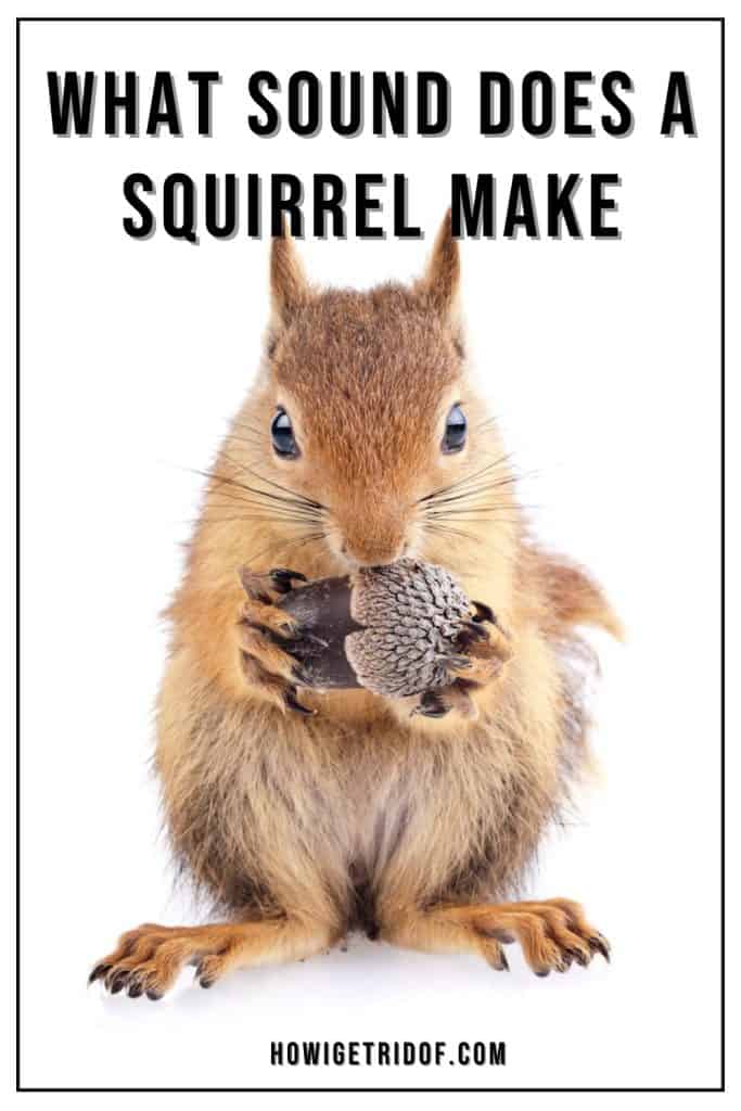 What Sound Does A Squirrel Make 1